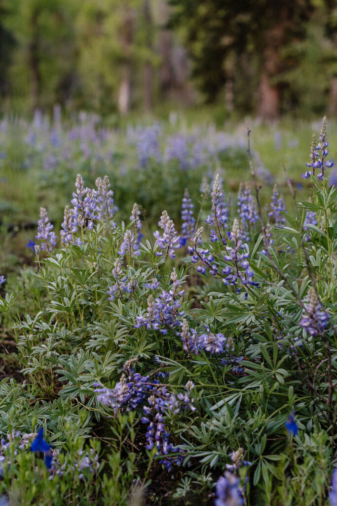 purple flowers