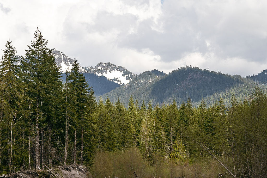 Why You Should Consider a Cozy Cabin Elopement