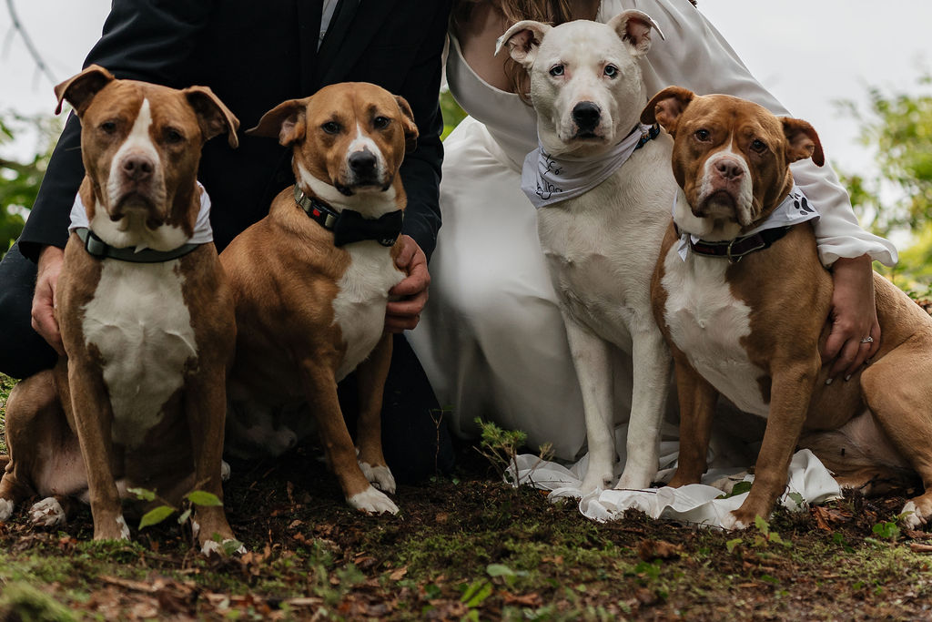 cute dogs at the intimate and intentional elopement