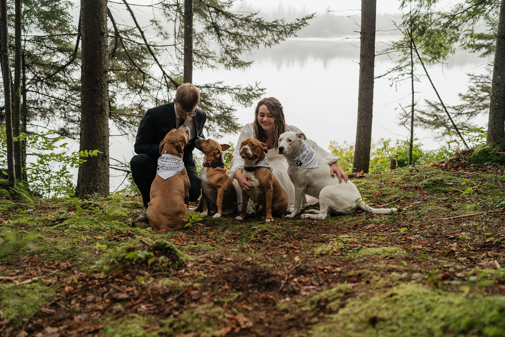 bride and groom with their dogs at their intimate and intentional elopement