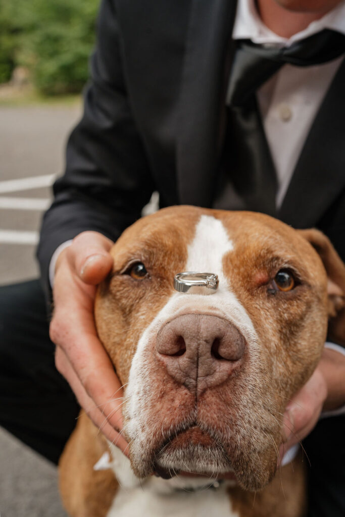 cute dog at the intimate and intentional elopement 