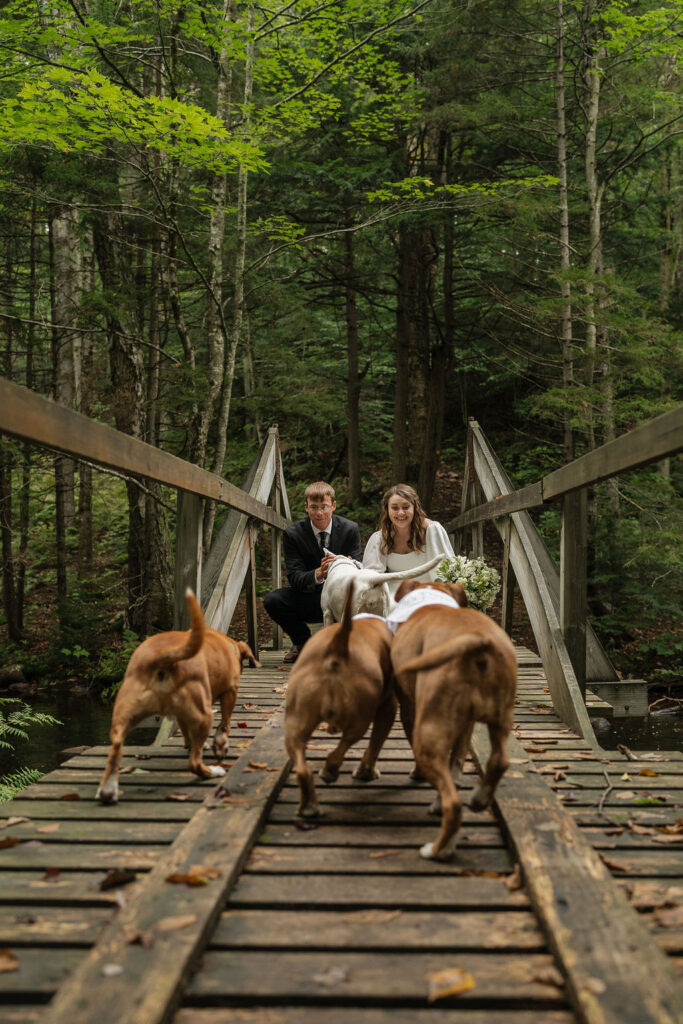 bride and groom with their beautiful dogs