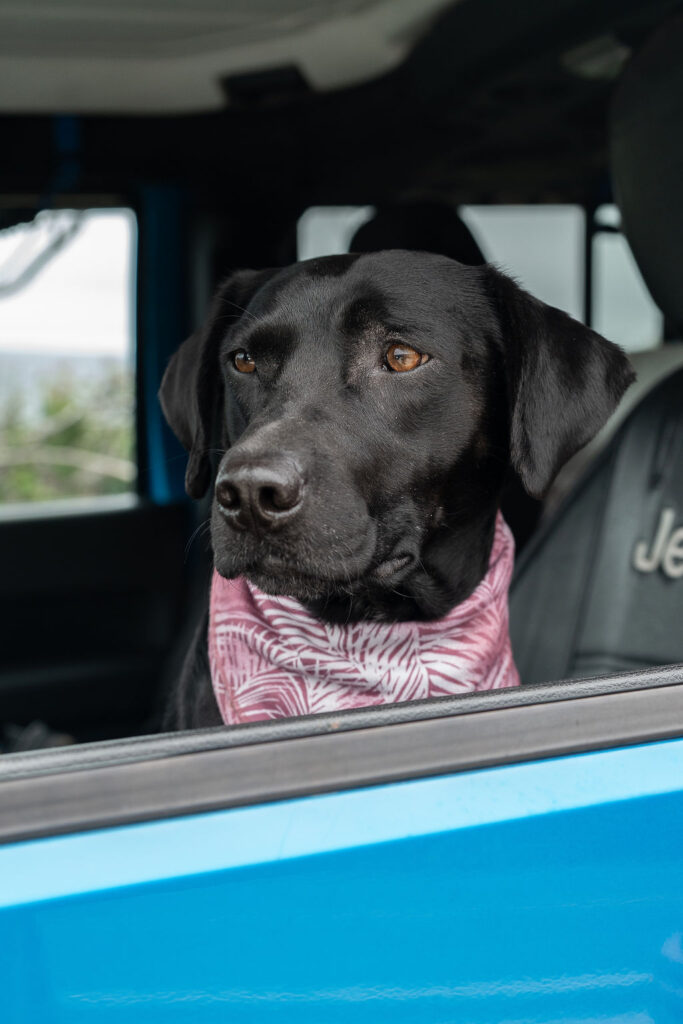 cute portrait of the newly engaged couple dog 