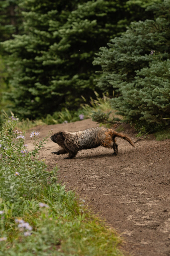 Mount Rainer National Park