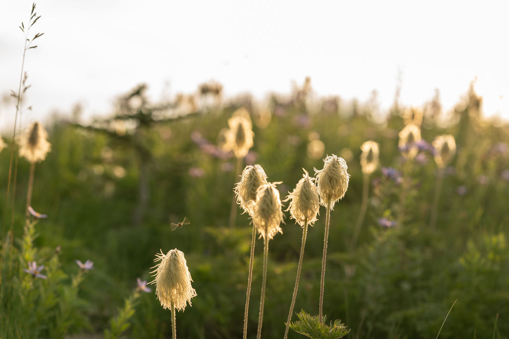 Elopement Planning Checklist: Planning Your Dream Elopement