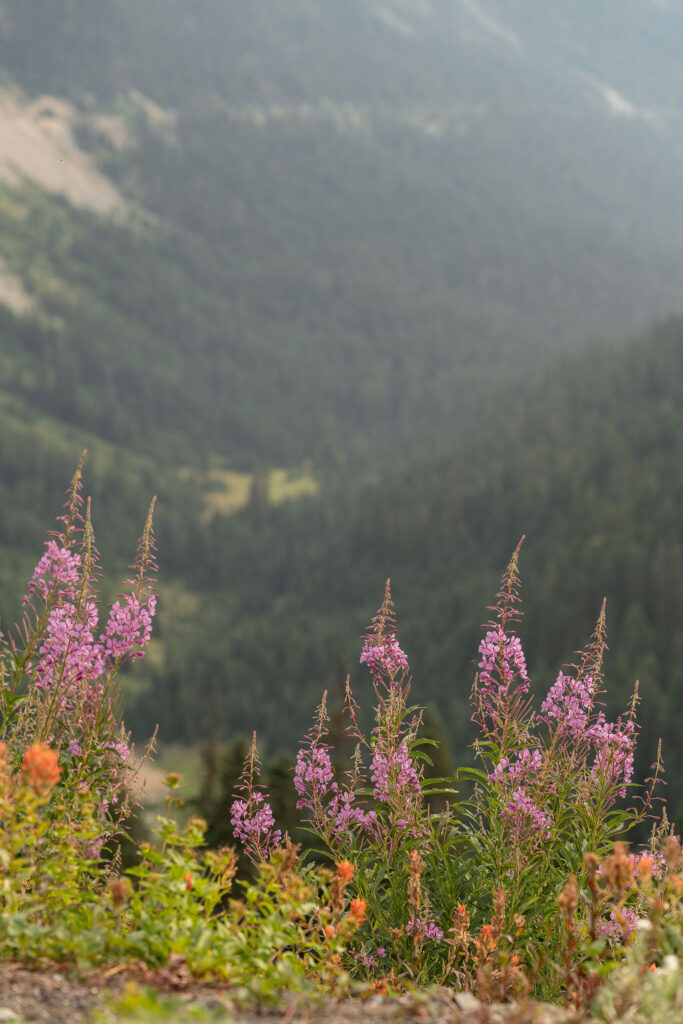 beautiful colorful wildflowers